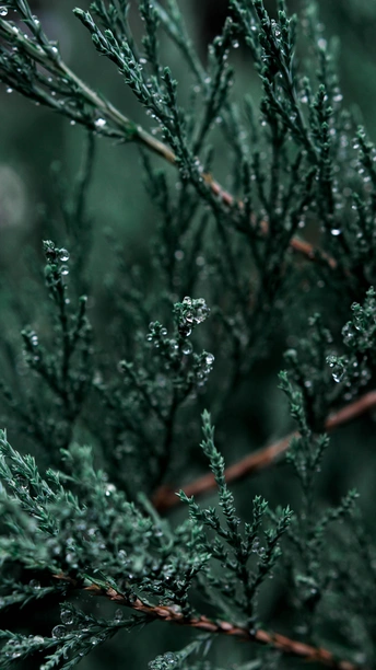 雨落在一棵绿松树的树枝上