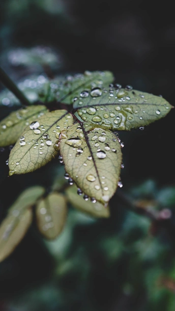 雨里植物绿叶上的水滴