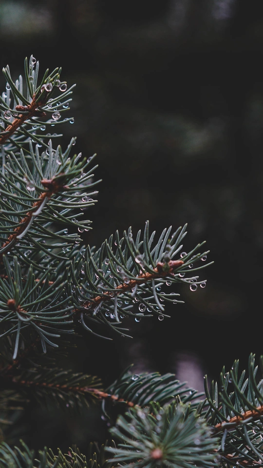 有针的松树和树枝上的鸟