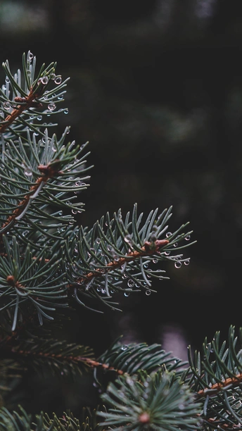 有针的松树和树枝上的鸟