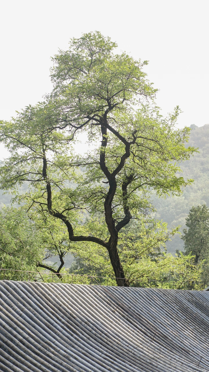 香山公园
