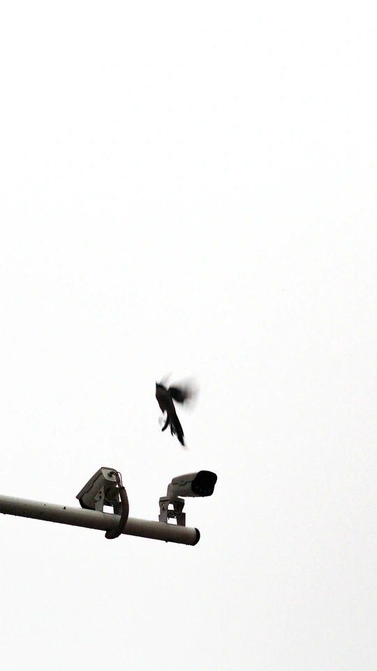 几只黑鸟坐在电线杆顶上 旁边是交通信号灯。