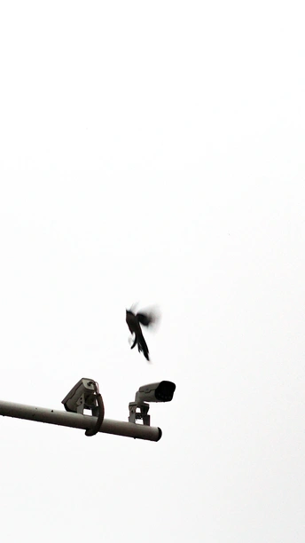 几只黑鸟坐在电线杆顶上 旁边是交通信号灯。