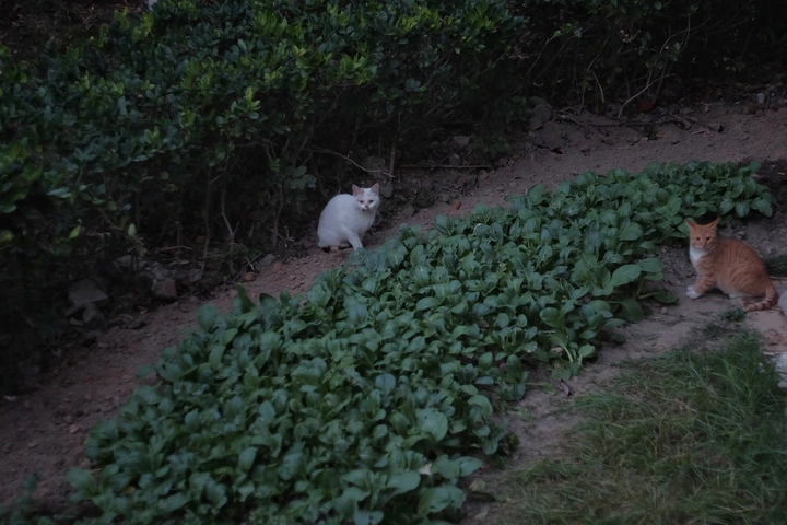 傍晚，有猫🐱
