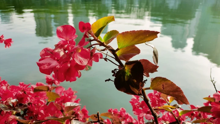 以水为家