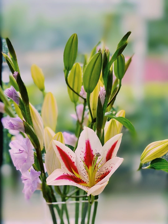 桌子上一个装满白色和粉红色百合花以及紫花的透明花瓶。