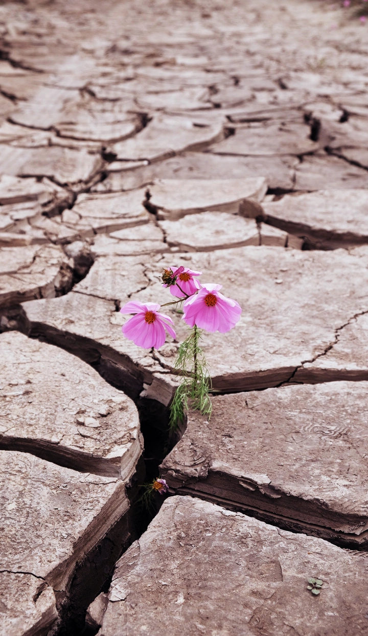 裂土里的花