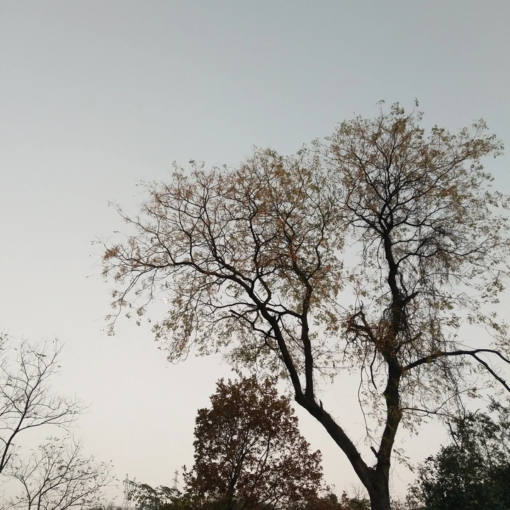 寒树