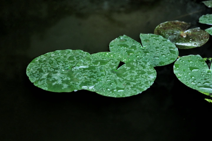 睡莲