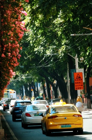 一辆黄色出租车驶过街道 树上有红色的花朵。
