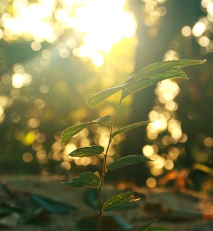 在森林中生长的一株小植物 阳光透过树木照耀。