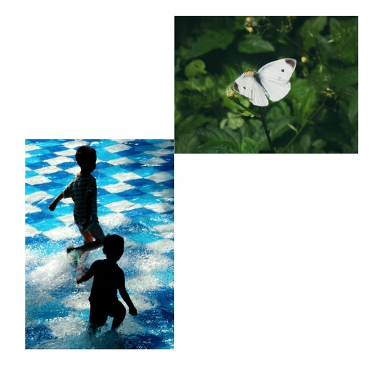 水中的一个年轻男孩的图片和一朵花上的白色蝴蝶的图片