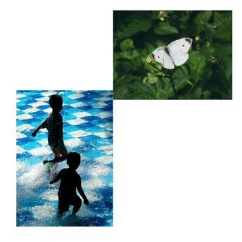 水中的一个年轻男孩的图片和一朵花上的白色蝴蝶的图片