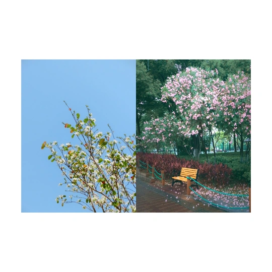 一张木凳子坐在公园里一棵开粉红色花的树下