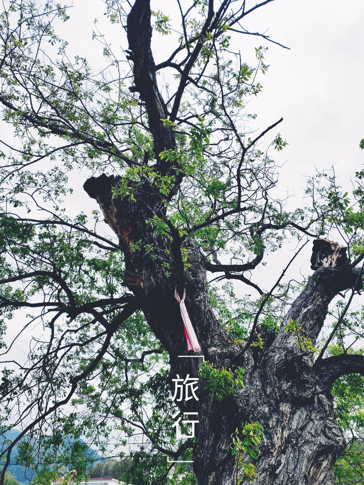 百年河柳又逢春