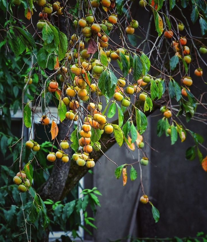秋收。。。🍅🍅