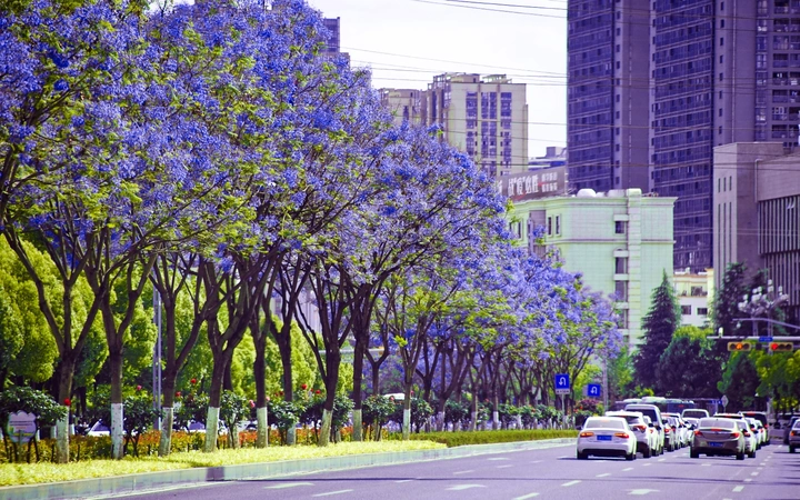 蓝花楹
