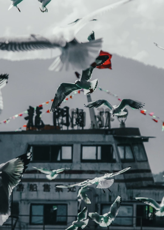 一群海鸥在天空中飞翔 背景中有一栋建筑。