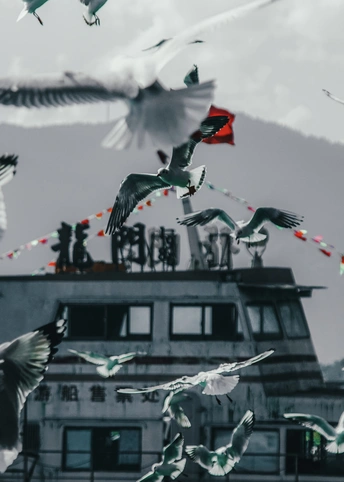 一群海鸥在天空中飞翔 背景中有一栋建筑。