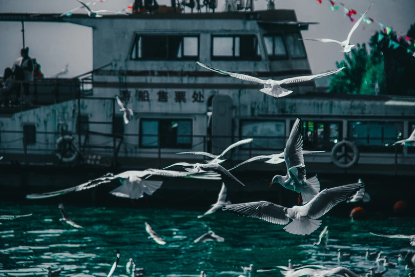 一群海鸥在广阔的水域上飞翔