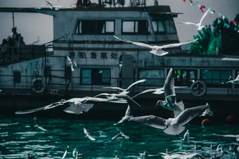 一群海鸥在广阔的水域上飞翔