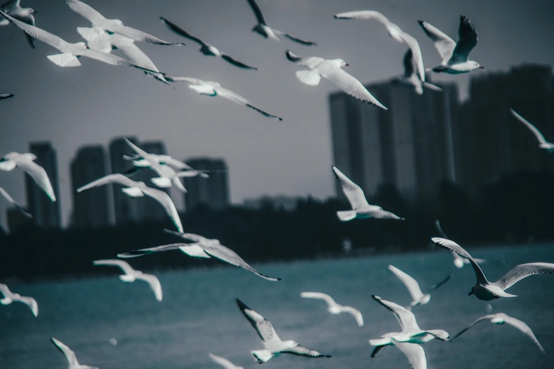 一群白鸟在广阔的水域上空飞翔