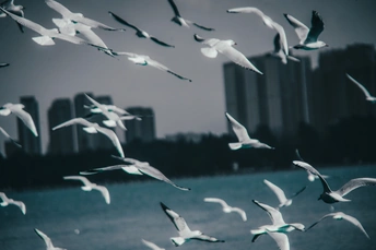 一群白鸟在广阔的水域上空飞翔