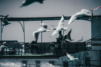 一群海鸥在建筑物附近的水上飞翔