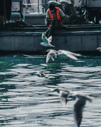 一群鸟儿在水面飞翔