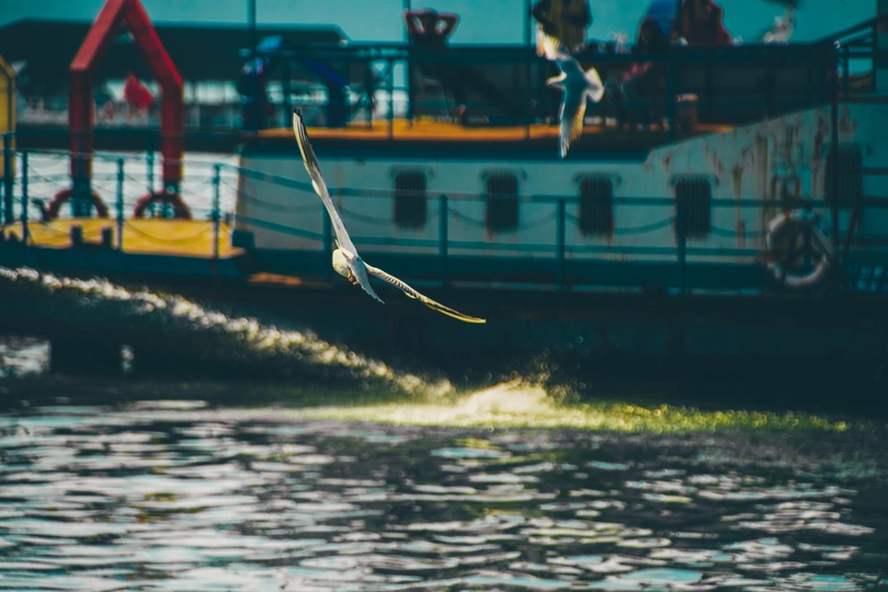 一只白鸟在水上飞翔