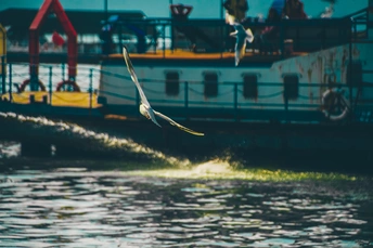 一只白鸟在水上飞翔
