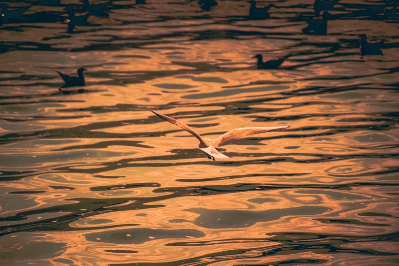 一群鸭子和海鸥在落日时分 身体浸泡在一片金色的水中游泳。