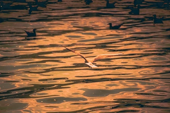 一群鸭子和海鸥在落日时分 身体浸泡在一片金色的水中游泳。