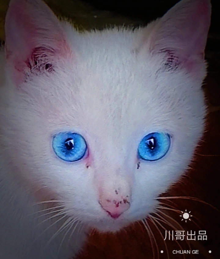 眼