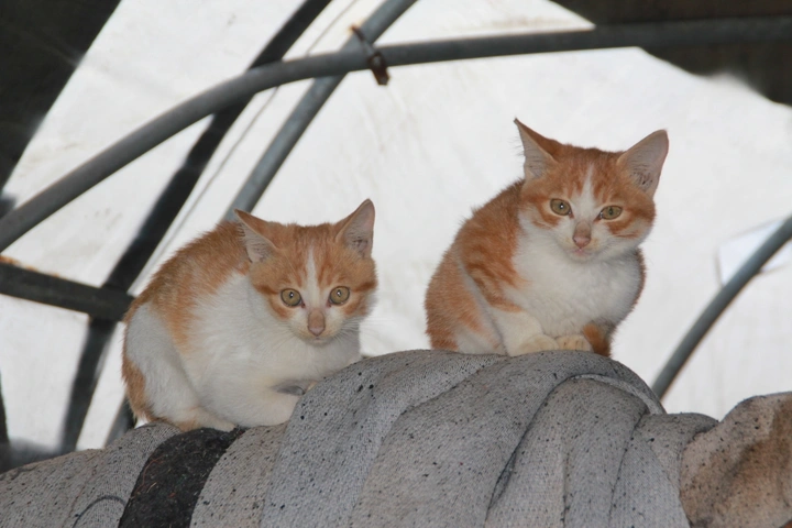 郊野乡下杂物棚内的猫
