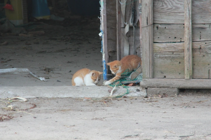 郊区乡下杂物棚里的猫（终章）