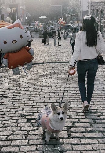 一位女士牵着一只小狗在石子路上散步