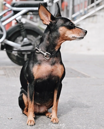 一只系着绳子的狗坐在人行道上