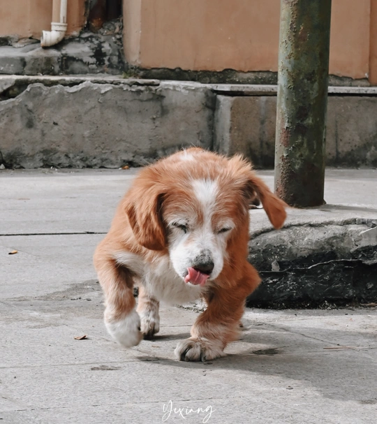 一只小狗嘴里叼着东西沿着人行道跑