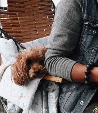 一个抱着小狗坐在婴儿车里的女人 后面坐着一个男人。