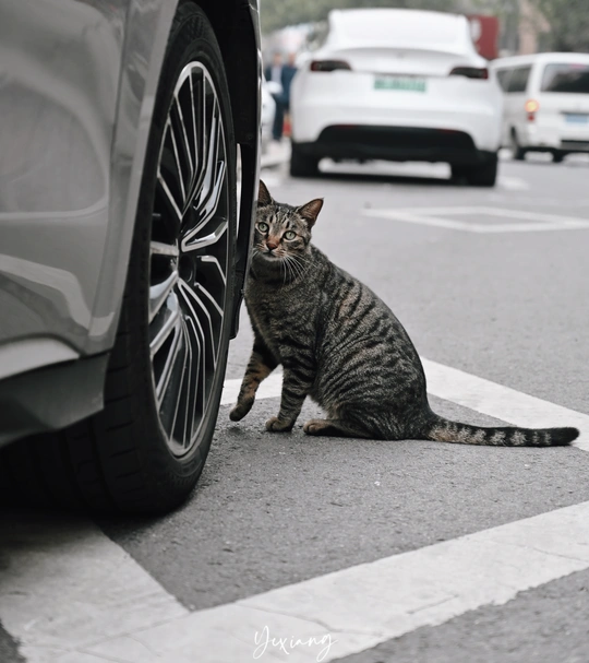 一只猫坐在街边的一辆汽车旁