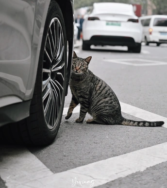 一只猫坐在街边的一辆汽车旁