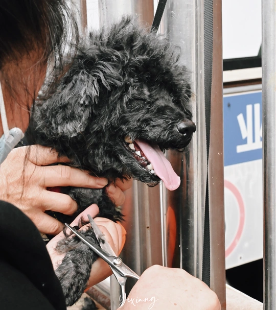 一位女士拿着一把剪刀和一只黑狗