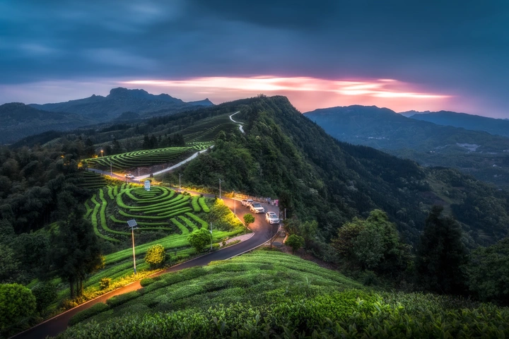 春茶迎曦