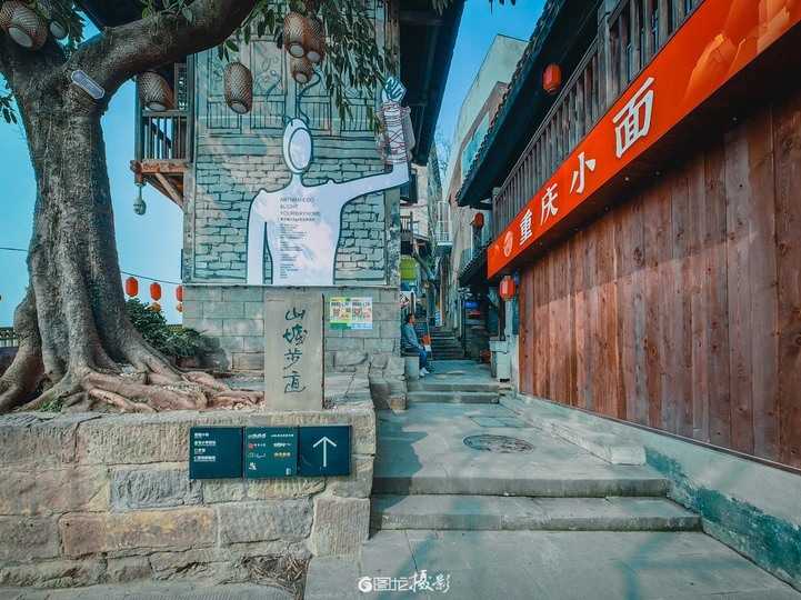 一棵树从一栋建筑物的墙壁上生长出来