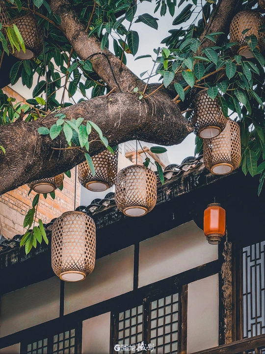 挂在一棵大树枝上的传统灯笼 前面是一座老建筑