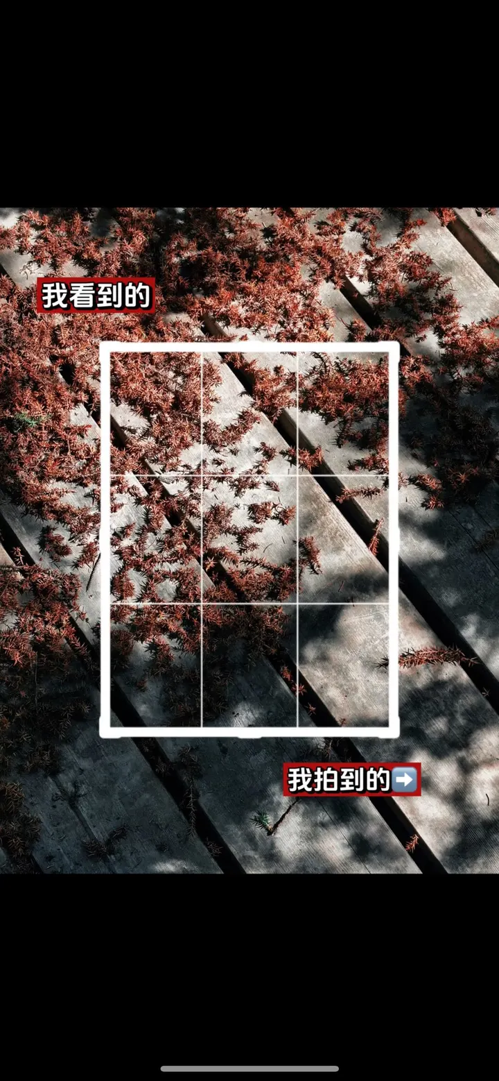 手机摄影笔记｜我看到的VS我拍到的