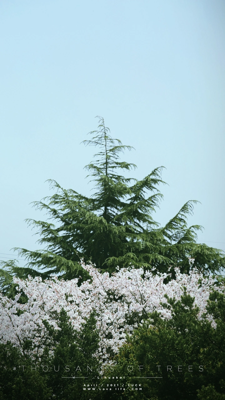 圣代樱花🌸