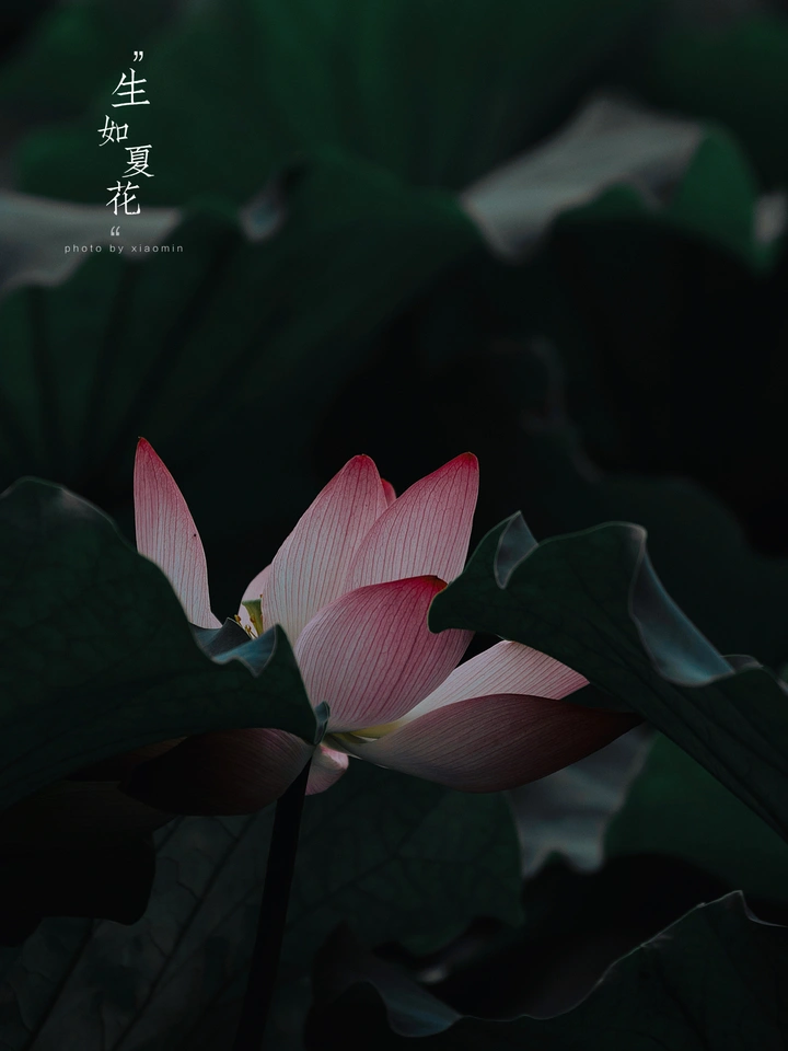 北山之荷