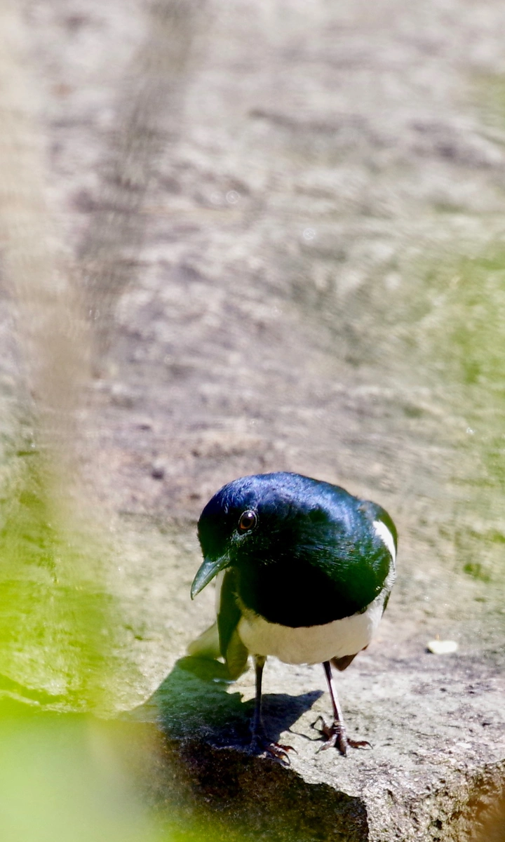 我拍它、它看我